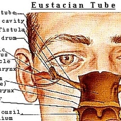 Clínica ORL - Trompa de Eustaquio