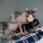 Photo of Animal Health Clinic of Wheeling