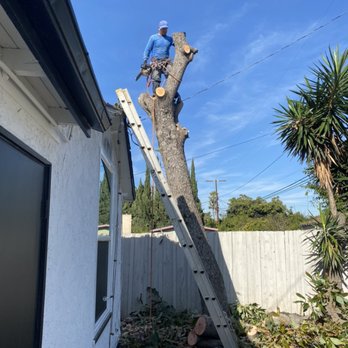 Jr Tree Service - Tree Services Near Me Jr Tree Service - Tree Services Near Me