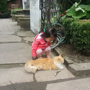 Fox Hollow Farm - Bunch of cats wondering around.  Pretty cool. - Attraction Farms Near Me - Issaquah, Washington