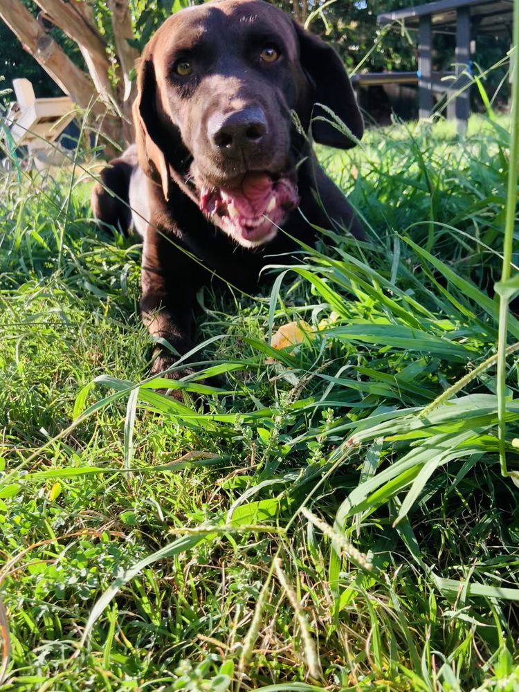 The Crate Escape - pet boarding facility in Elk Grove, CA