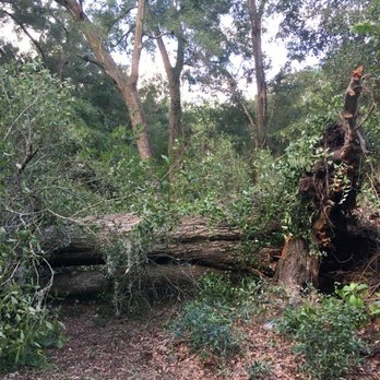 Ressler's Professional Tree Service - Uprooted oak - Tree Services Near Me - Chiefland, Florida Ressler's Professional Tree Service - Uprooted oak - Tree Services Near Me - Chiefland, Florida