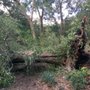 Photo of Ressler's Professional Tree Service