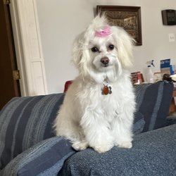Studio Canine - Clean and pretty.