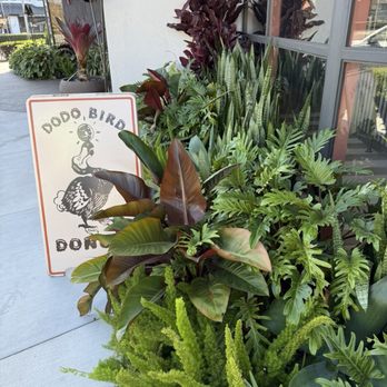 Dodo Bird Donuts - Donuts Near Me - La Jolla, California