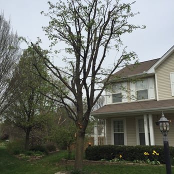 MRB Tree Service - After a trim - Tree Services Near Me - Dayton, Ohio MRB Tree Service - After a trim - Tree Services Near Me - Dayton, Ohio