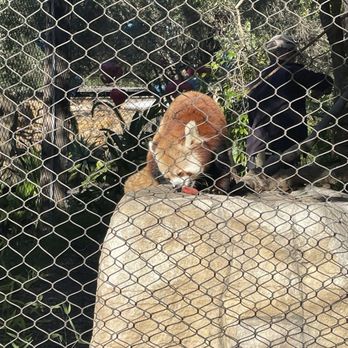 Santa Barbara Zoo - Red Panda - Zoos Near Me - Santa Barbara, California Santa Barbara Zoo - Red Panda - Zoos Near Me - Santa Barbara, California