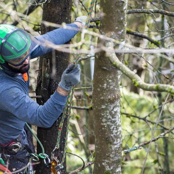 Devine Arboricultural Solutions - Tree Services Near Me - Vancouver, British Columbia