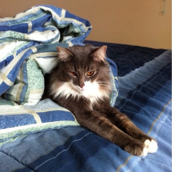 A Pet Affaire - And they bathe kitty's!! - Pet Groomers Near Me - Oxnard, California A Pet Affaire - And they bathe kitty's!! - Pet Groomers Near Me - Oxnard, California