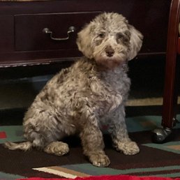 New chocolate Merle female mini/medium puppy coming home today! New chocolate Merle female mini/medium puppy coming home today!