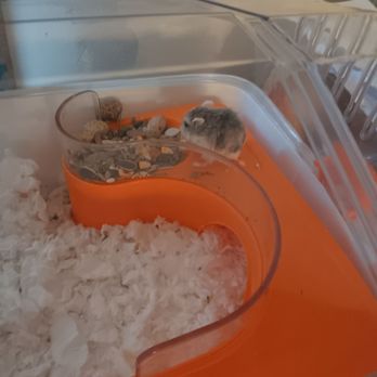 Animal Medical Center - Dwarf hamster Ezekiel. - Veterinarians Near Me - Brandon, Florida Animal Medical Center - Dwarf hamster Ezekiel. - Veterinarians Near Me - Brandon, Florida