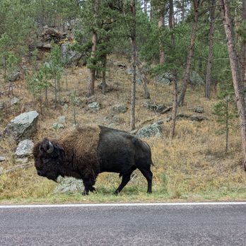 Wind Cave National Park - Watch out for pedestrians - Hiking Near Me - Hot Springs, South Dakota Wind Cave National Park - Watch out for pedestrians - Hiking Near Me - Hot Springs, South Dakota