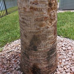 Jax Palm Trees - Rot delivered.   D.O.A.  And not willing to address.   Stay away!