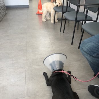 Crescenta Valley Veterinary Hospital - Patiently waiting :) - Veterinarians Near Me - La Crescenta, California