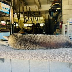 Keen Kutter Saw & Knife Sharpening Service - A peek into the shop past Buster's lounging counter top!