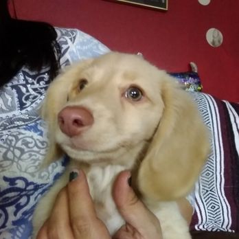 Bianka's Dackels - Sir Lancelot (stud in fall) - Pet Breeders Near Me - Pueblo, Colorado Bianka's Dackels - Sir Lancelot (stud in fall) - Pet Breeders Near Me - Pueblo, Colorado