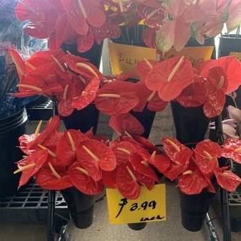 Koolau Farmers - Flowers - Home & Garden Near Me - Kaneohe, Hawaii Koolau Farmers - Flowers - Home & Garden Near Me - Kaneohe, Hawaii