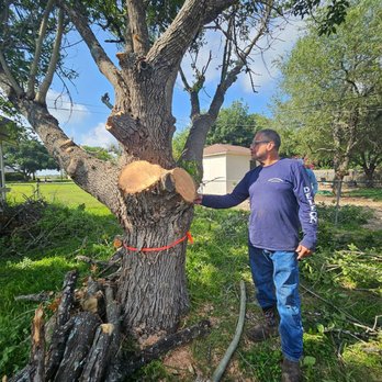 Deleon's Professional Tree Service - Carlos inspecting a large tree-removal project and planning the next safe cut. - Tree Services Near Me - Lockhart, Texas Deleon's Professional Tree Service - Carlos inspecting a large tree-removal project and planning the next safe cut. - Tree Services Near Me - Lockhart, Texas