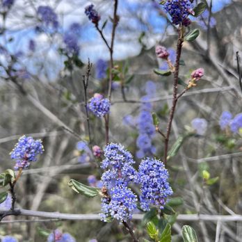 Iron Mountain - Iron Mountain:  14847-14909 California Hwy 67, Poway, CA 92064, 20240329 - Hiking Near Me - Poway, California