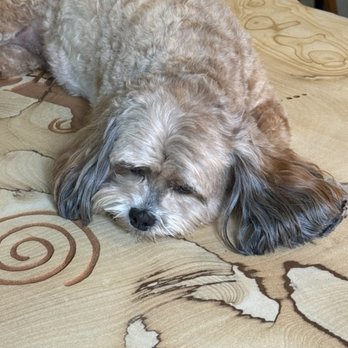 Bow Wow Boutique - I mean, look at those EARS! - Pet Groomers Near Me - Golden, Colorado