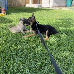 Pasadena Animal Shelter - Reward will be offered for them thankyou for more info please Leave a message they have a house and a owner .
