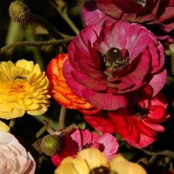 The Flower Fields - Venues & Event Spaces Near Me - Carlsbad, California