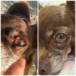 Eye infection resolved in 2 days. Eye infection resolved in 2 days.