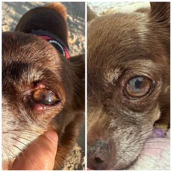 Pet Supply - Eye infection resolved in 2 days. - Pet Stores Near Me - Irvine, California Pet Supply - Eye infection resolved in 2 days. - Pet Stores Near Me - Irvine, California