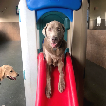 Elite Suites Pet Resort - Heath - Pet Groomers Near Me - Heath, Texas Elite Suites Pet Resort - Heath - Pet Groomers Near Me - Heath, Texas