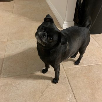 Claws 'N' Paws - Happy pug! Thanks for the spa day! - Pet Sitting Near Me - Desert Hot Springs, California Claws 'N' Paws - Happy pug! Thanks for the spa day! - Pet Sitting Near Me - Desert Hot Springs, California