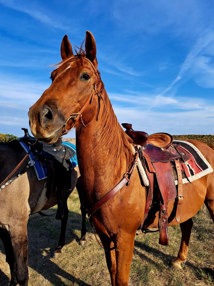 J&L Stables - equestrian in Page, ND