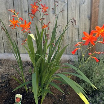 Valley Nursery - Not Lucifer - Nurseries & Gardening Near Me - Poulsbo, Washington Valley Nursery - Not Lucifer - Nurseries & Gardening Near Me - Poulsbo, Washington