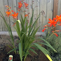 Valley Nursery - Not Lucifer