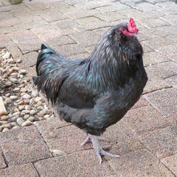 Cafe Verde - Rooster wandering the patio - Imported Food Near Me - New Smyrna Beach, Florida Cafe Verde - Rooster wandering the patio - Imported Food Near Me - New Smyrna Beach, Florida