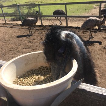 Ostrichland USA - Emu - Attraction Farms Near Me - Solvang, California Ostrichland USA - Emu - Attraction Farms Near Me - Solvang, California
