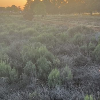 123 Farm - All dead lavender. - Farmers Market Near Me - Cherry Valley, California