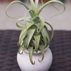 Plantaflor USA - A mini streptophylla