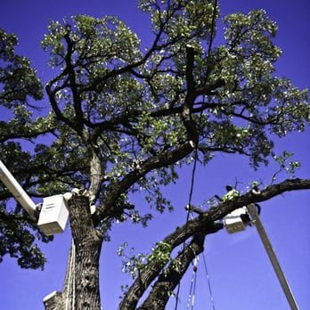 Xtreme Tree Inc - Tree Services Near Me - De Soto, Iowa Xtreme Tree Inc - Tree Services Near Me - De Soto, Iowa