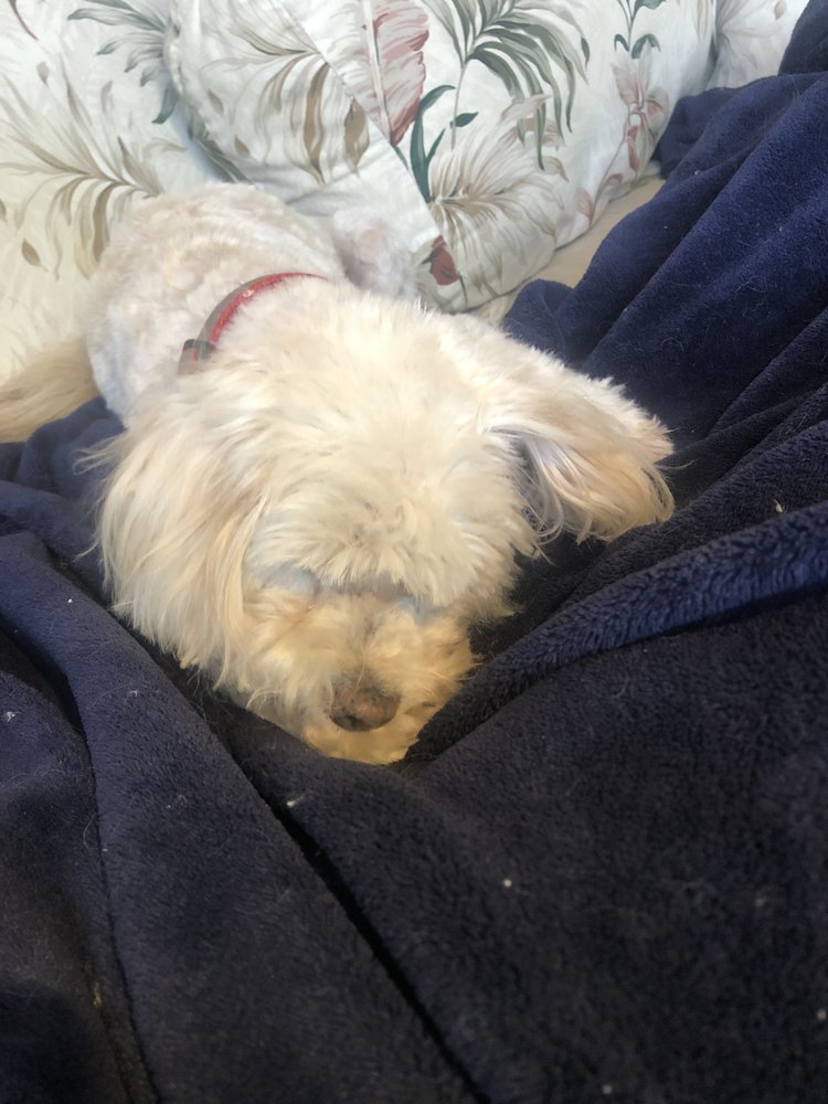 CDM DOG GROOMING 15 Reviews 1673 Irvine Ave, Costa Mesa, California