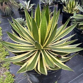 Sunset Gardens Green - a variety of succulents - Landscaping Near Me - Miami, Florida