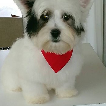 Noemi's Dog Grooming - Pet Groomers Near Me - Fresno, California Noemi's Dog Grooming - Pet Groomers Near Me - Fresno, California