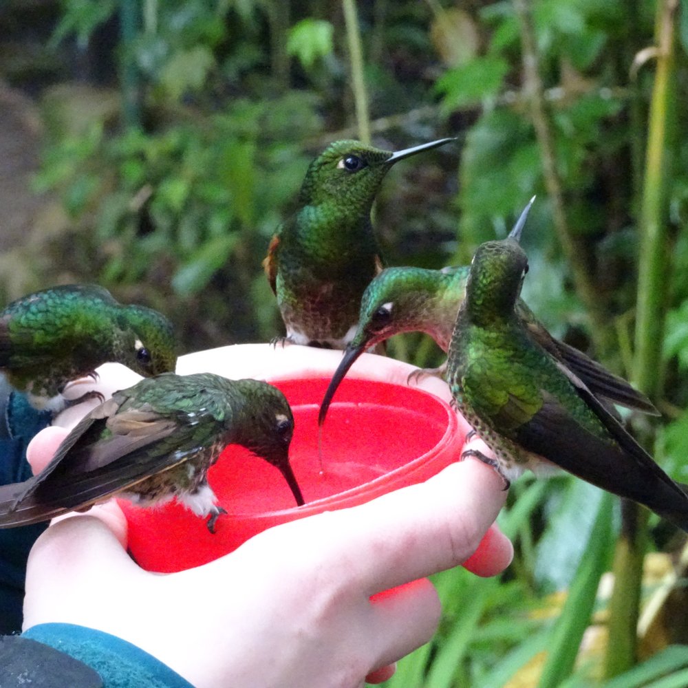 Untamed Path Adventures - Cloud Forest Ecuador - Travel Services Near Me - Davidson, North Carolina