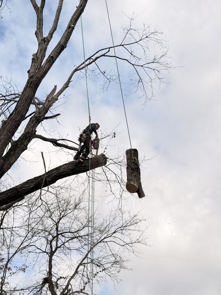 KS Tree Specialist - tree service in Huntsville, AL