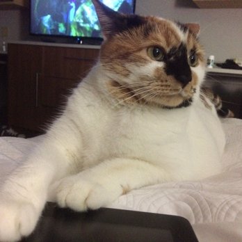 Home2 Suites by Hilton Roanoke - Cat is comfy in the hotel room - Hotels Near Me - Roanoke, Virginia Home2 Suites by Hilton Roanoke - Cat is comfy in the hotel room - Hotels Near Me - Roanoke, Virginia