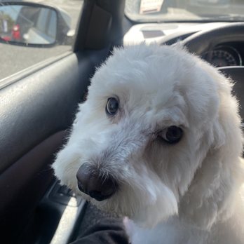 Going Mutts Pet Grooming - Pet Groomers Near Me - Bakersfield, California