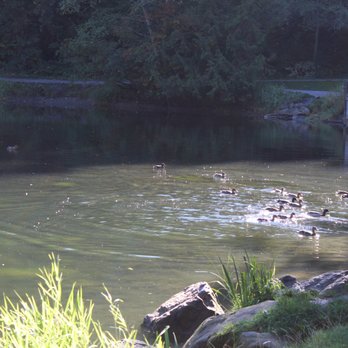 Whatcom Falls Park - Pond full of ducks. - Dog Parks Near Me - Bellingham, Washington