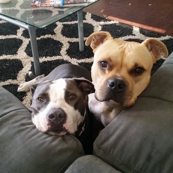EveryDog - We miss Dave!!!
Thank you for everything,

Sasha and Meeks - Pet Training Near Me