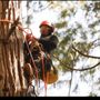 Photo of Donis Tree Service