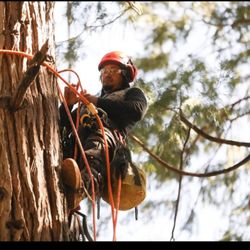 Donis Tree Service