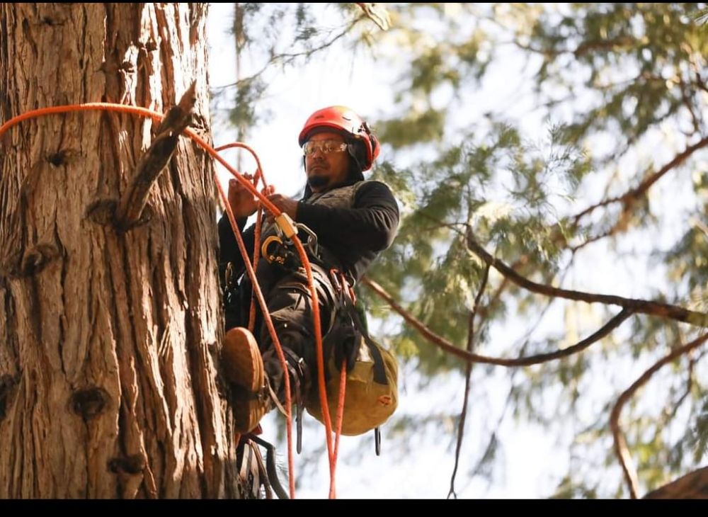 Donis Tree Service - tree service in Rio Linda, CA